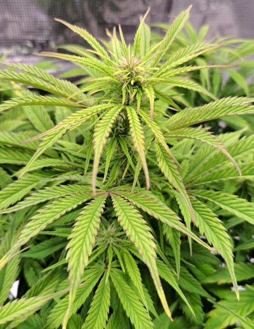 A little Ginger Punch for Venus. Week 7