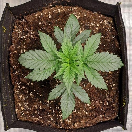 Jelly between Venus and Mars. Week 3 - AJA1 Day 16