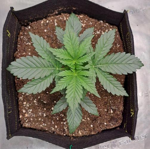 Jelly between Venus and Mars. Week 3 - AJA1 Day 17