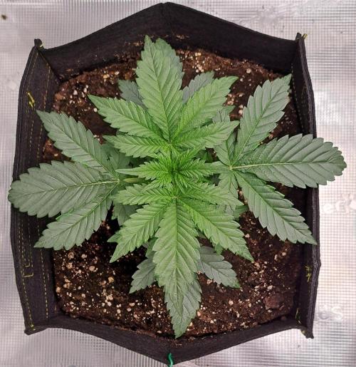 Jelly between Venus and Mars. Week 3 - AJA1 Day 18