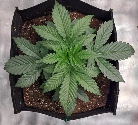 Jelly between Venus and Mars. Week 3 - AJA1 Day 19