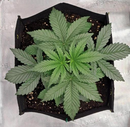 Jelly between Venus and Mars. Week 3 - AJA1 Day 20