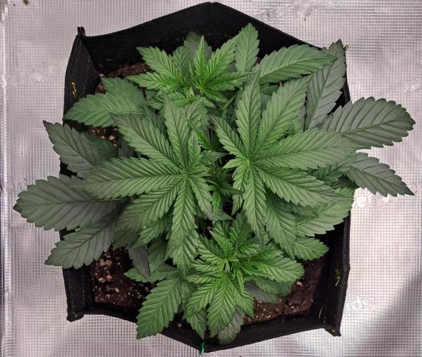 Jelly between Venus and Mars. Week 3 - AJA1 Day 21