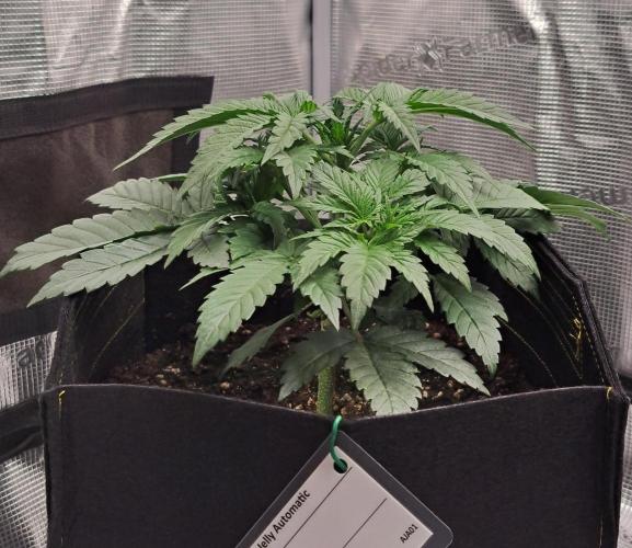 Jelly between Venus and Mars. Week 3 - AJA1 Day 21