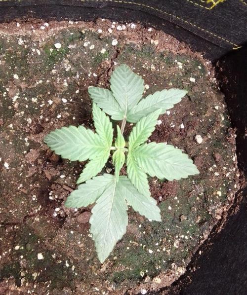 Jelly between Venus and Mars. Week 3 - AJA2 Day 16