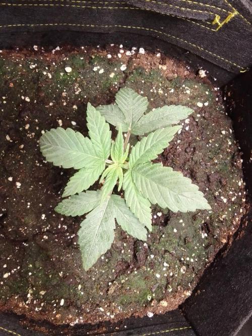 Jelly between Venus and Mars. Week 3 - AJA2 Day 17