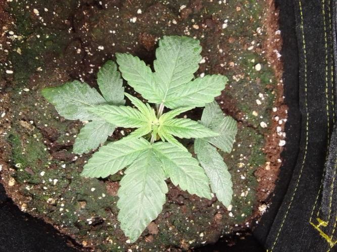 Jelly between Venus and Mars. Week 3 - AJA2 Day 18