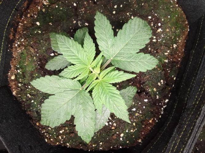 Jelly between Venus and Mars. Week 3 - AJA2 Day 20