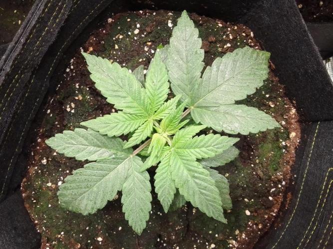 Jelly between Venus and Mars. Week 3 - AJA2 Day 21