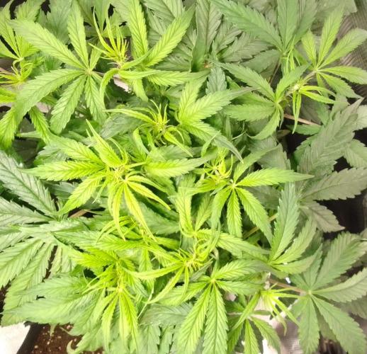 Mars dreams of Amnesia. Week 6 - Day 36