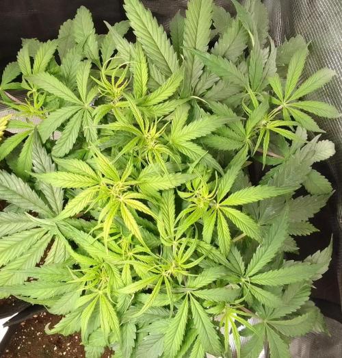 Mars dreams of Amnesia. Week 6 - Day 37