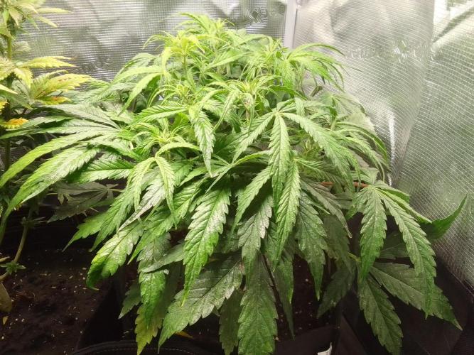 Mars dreams of Amnesia. Week 6 - Day 38