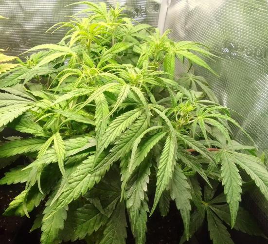 Mars dreams of Amnesia. Week 6 - Day 39