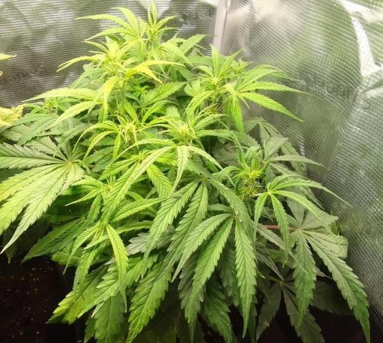 Mars dreams of Amnesia. Week 6 - Day 40