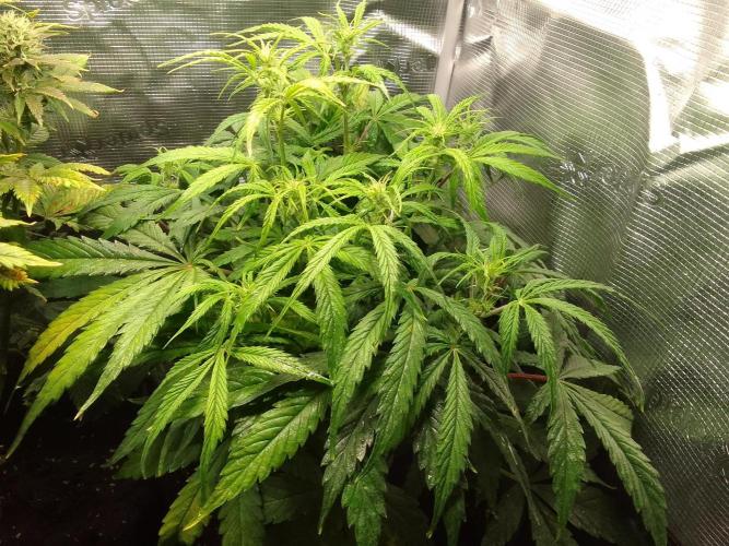 Mars dreams of Amnesia. Week 6 - Day 41