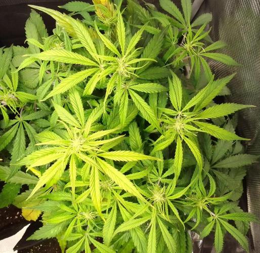 Mars dreams of Amnesia. Week 6 - Day 42