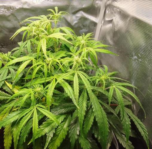 Mars dreams of Amnesia. Week 6 - Day 42