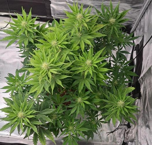 Delighted Diablo is back at Venus. Week 7 - Day 43