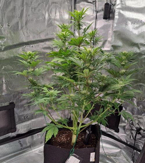 Delighted Diablo is back at Venus. Week 7 - Day 43