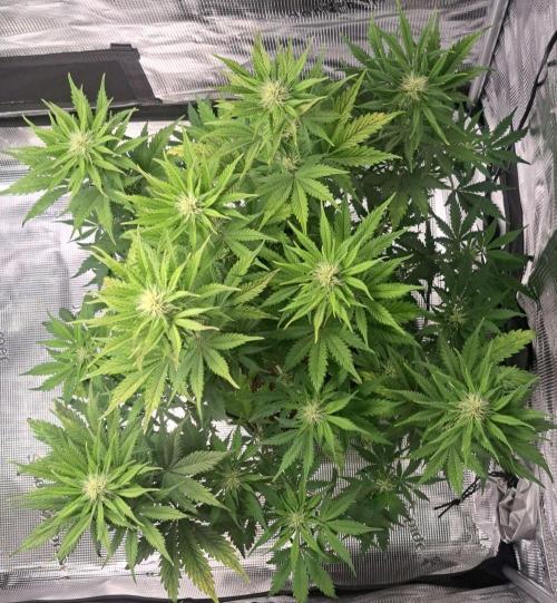 Delighted Diablo is back at Venus. Week 7 - Day 44