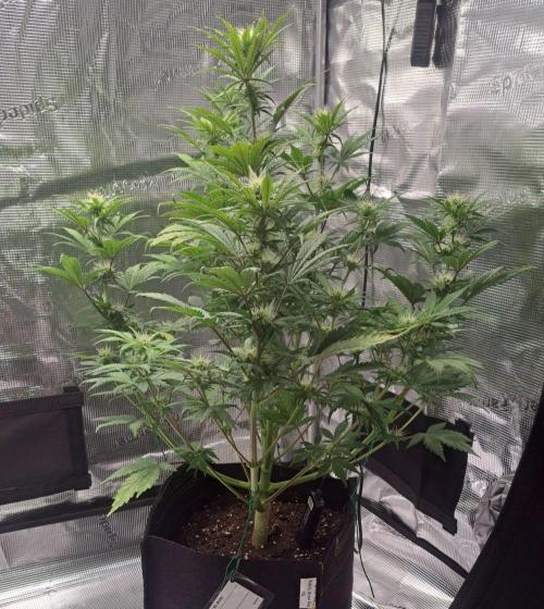 Delighted Diablo is back at Venus. Week 7 - Day 44