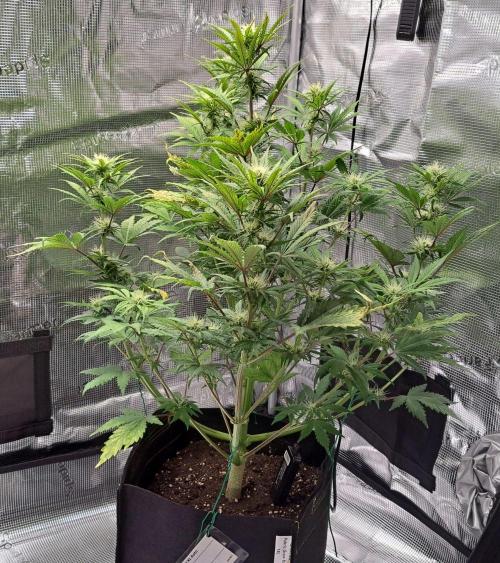 Delighted Diablo is back at Venus. Week 7 - Day 45