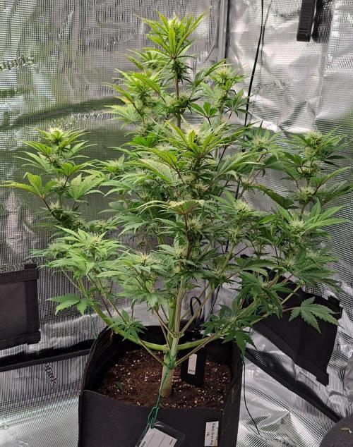 Delighted Diablo is back at Venus. Week 7 - Day 46