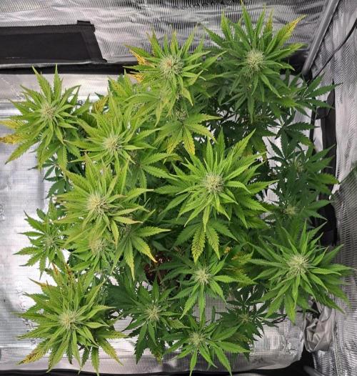Delighted Diablo is back at Venus. Week 7 - Day 47