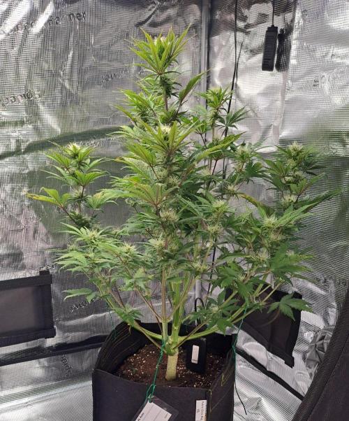 Delighted Diablo is back at Venus. Week 7 - Day 47