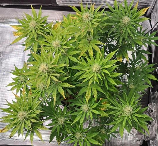 Delighted Diablo is back at Venus. Week 7 - Day 48