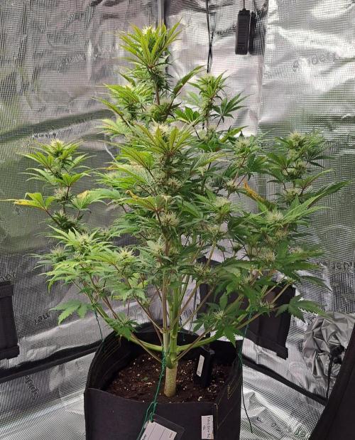 Delighted Diablo is back at Venus. Week 7 - Day 48