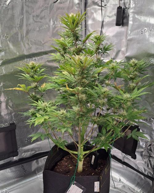 Delighted Diablo is back at Venus. Week 7 - Day 49