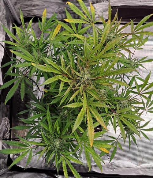 amIZIng Diesel (for contest). Week 9 - Day 57