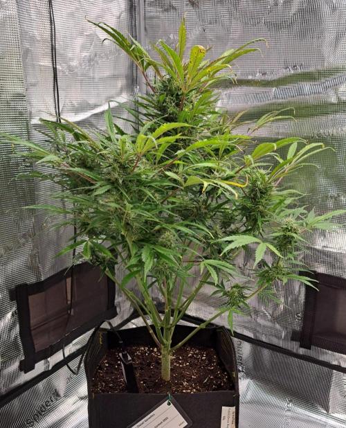 amIZIng Diesel (for contest). Week 9 - Day 57