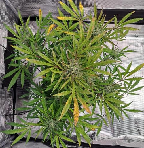 amIZIng Diesel (for contest). Week 9 - Day 58