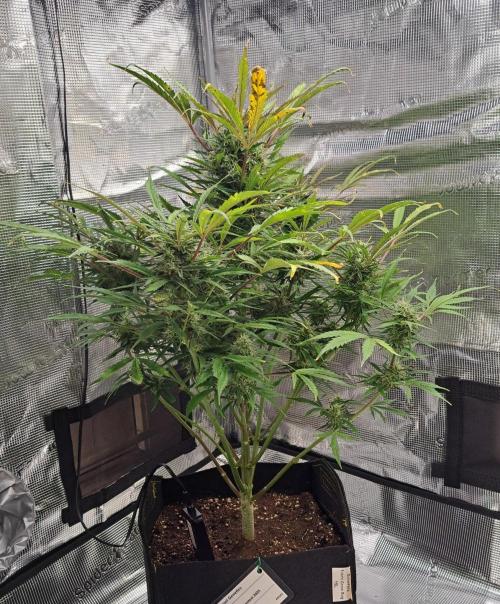amIZIng Diesel (for contest). Week 9 - Day 58