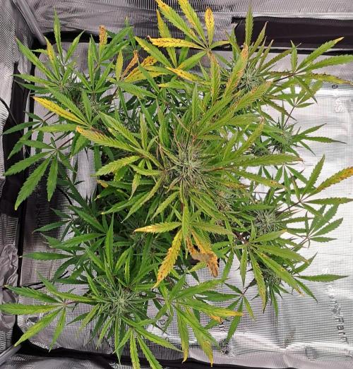 amIZIng Diesel (for contest). Week 9 - Day 59
