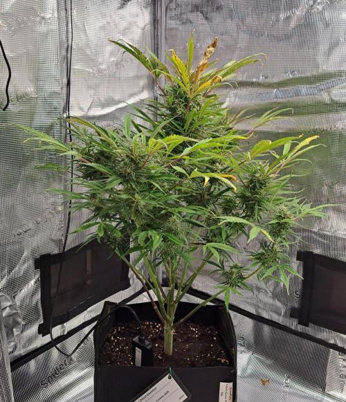 amIZIng Diesel (for contest). Week 9 - Day 59