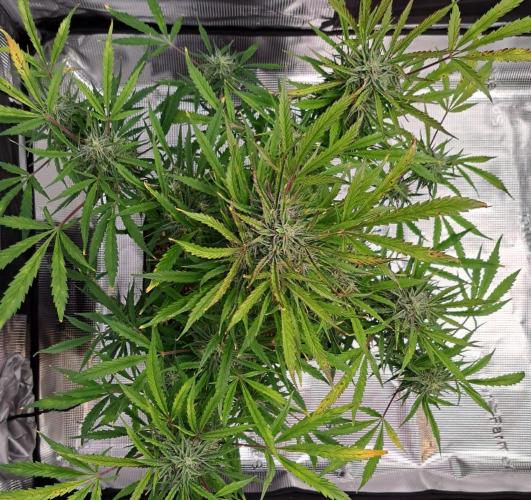 amIZIng Diesel (for contest). Week 9 - Day 60