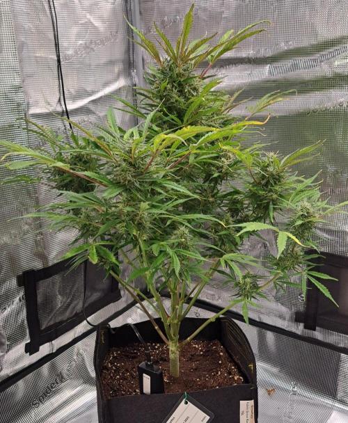 amIZIng Diesel (for contest). Week 9 - Day 60