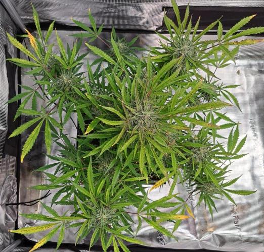 amIZIng Diesel (for contest). Week 9 - Day 61