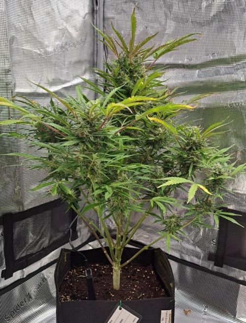 amIZIng Diesel (for contest). Week 9 - Day 61