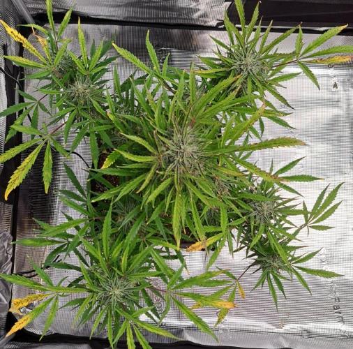amIZIng Diesel (for contest). Week 9 - Day 62