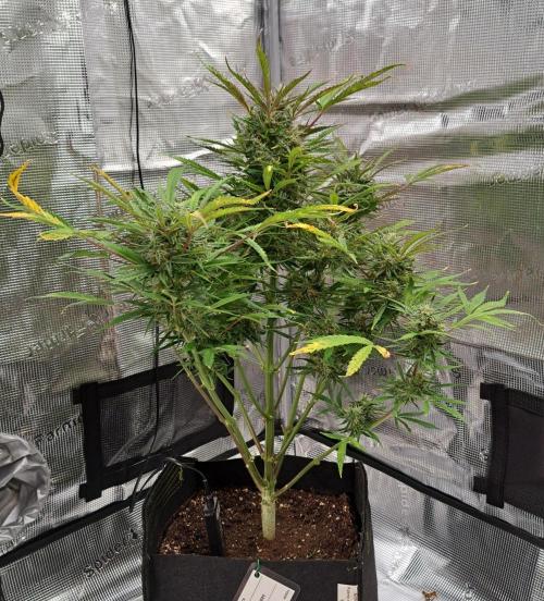 amIZIng Diesel (for contest). Week 9 - Day 62