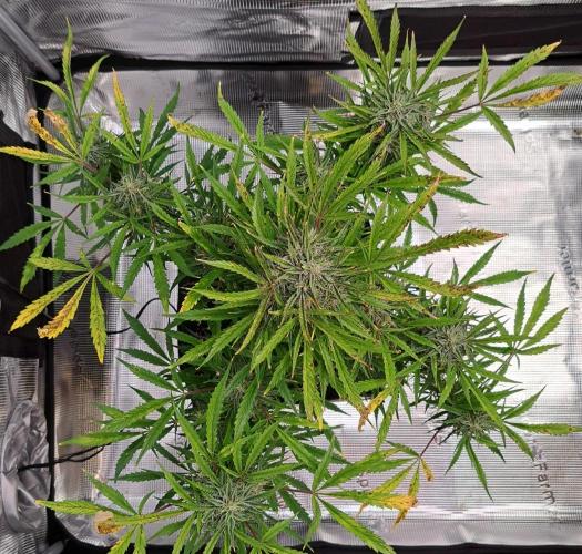 amIZIng Diesel (for contest). Week 9 - Day 63