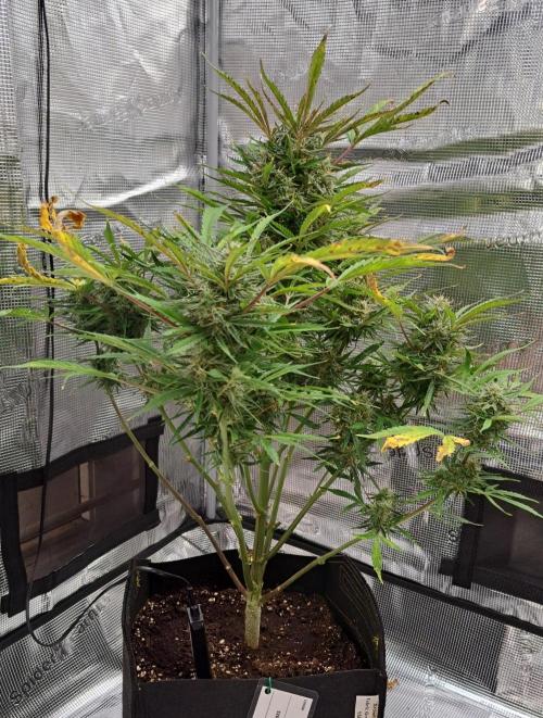 amIZIng Diesel (for contest). Week 9 - Day 63