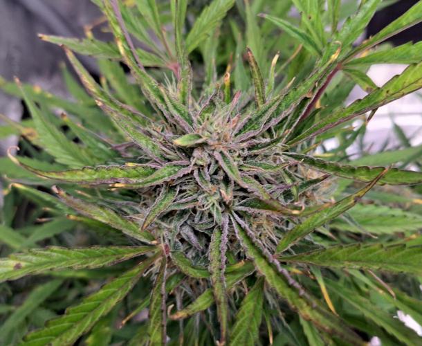 amIZIng Diesel (for contest). Week 9 - Day 63