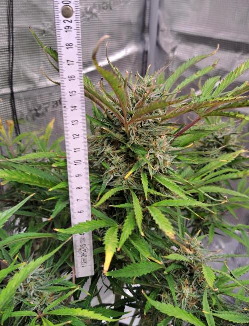 Auto Diesel genetics. Week 9