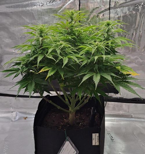 A little Ginger Punch for Venus. Week 8 - Day 50