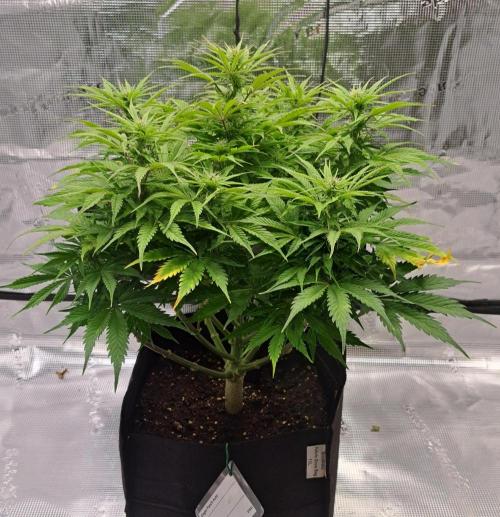 A little Ginger Punch for Venus. Week 8 - Day 51